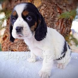 Boy 6 - Black white and tan male English Springer Spaniel puppy in Great Falls, Montana from Big Sky Springers