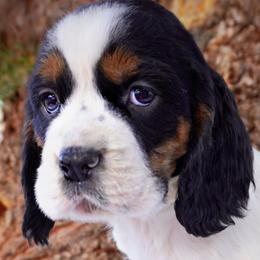 Boy 6 - Black white and tan male English Springer Spaniel puppy in Great Falls, Montana from Big Sky Springers
