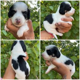 Rumi - Piebald female Dachshund puppy in Orem, Utah from Miekca’s Dachshunds