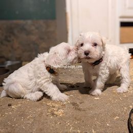 AKC white boy 2 (orange collar) - White male Miniature Schnauzer puppy in Greencastle, Indiana from Tiny Tushy Lodge