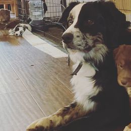 Australian Shepherd Puppies from Roosters Brand of Aussies