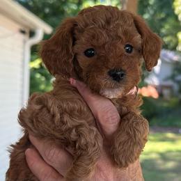Ruby - Red  female Goldendoodle puppy in Easley, South Carolina from Pawmetto Goldendoodles