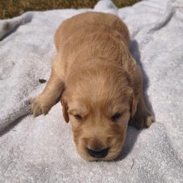 Husk- Yellow collar (4th pick male) - Golden male Golden Retriever puppy in Tenino, Washington from Oak River Goldens'