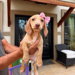 Mila - Cream female Dachshund puppy in Kennedale, Texas from Puppiesnat