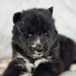 Yuuki - Agouti and white female Siberian Husky puppy in Buckeye, Arizona from Anime Huskies