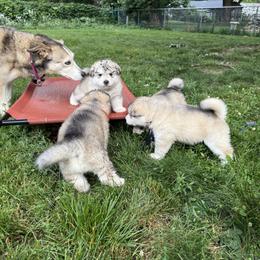 Alaskan Malamute Puppies from Alpenglow Alaskan Malamutes