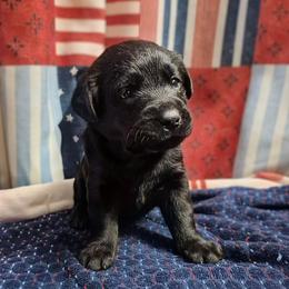 Girl 8 - Black female Labrador Retriever puppy in Latrobe, Pennsylvania from Stone Shoe Ranch Labrador Retrievers