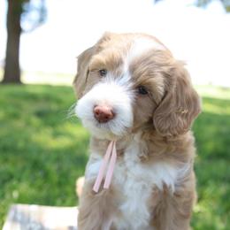 Pink Collar Girl - Apricot female Goldendoodle puppy in Hobbs, New Mexico from Goldie Locks Golden Retrievers & Doodles