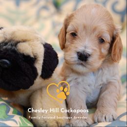 Cockapoo Puppies from Chesley Hill Cockapoos