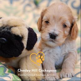 Cockapoo Puppies from Chesley Hill Cockapoos
