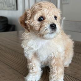 Meadow - female Cavapoochon puppy in Mt. Pleasant, Iowa from Platinum Premier Puppies