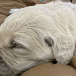 Golden Retriever Puppies from Fox Meadow English Cream Goldens