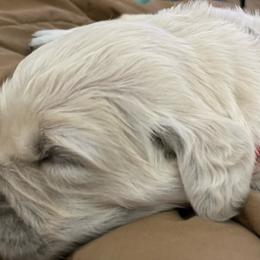 Golden Retriever Puppies from Fox Meadow English Cream Goldens