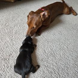Dachshund puppies from AB Doxies