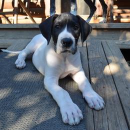 Knox - White male Great Dane puppy in Moores Hill, Indiana from Ajani's Danes
