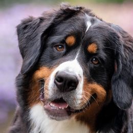 Bernese Mountain Dogs from Basia Mille Bernese Mountain Dogs