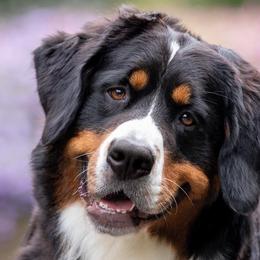 Bernese Mountain Dogs from Basia Mille Bernese Mountain Dogs
