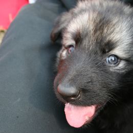 Shiloh Shepherd Puppies from Solace Shilohs