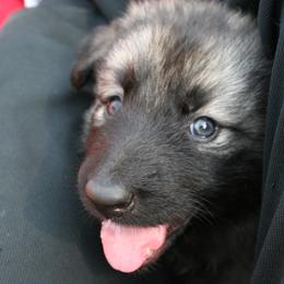Shiloh Shepherd Puppies from Solace Shilohs
