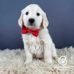 Mario - White male Companion Cross puppy in Utah County, Utah from Big Hearted Breeders