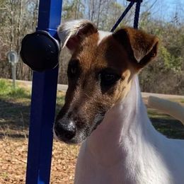 Penelope - Smooth Fox Terrier