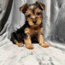 Boy 3 - Black and gold male Yorkshire Terrier puppy in Pomona, California from Cristian's Yorkshire Terriers