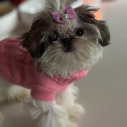 Shih Tzu puppies from Exclusively Shih Tzu's LLC