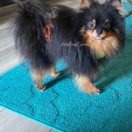 Rebel - Pomeranian