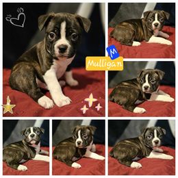 Jefferson, Choice Male 4 of 5 - Boston Terrier puppy from Boston Collections