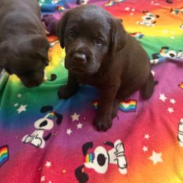 Purple - Chocolate female Labrador Retriever puppy in Fitchburg, Massachusetts from Sunny Hill Farm Labradors