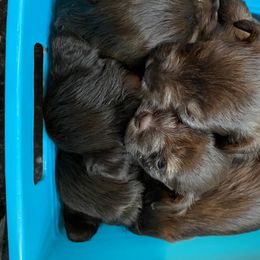 Miniature Schnauzer Puppies from Southern Magnolia Schnauzers