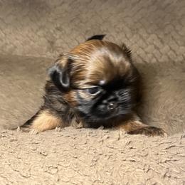 Boy 2 - Chocolate and tan male Shih Tzu puppy in Lynnwood, Washington from Caroline's Shih Tzus