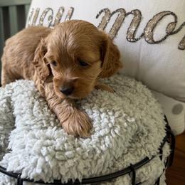 Ashtyn - Brown female Cockapoo puppy in Paradise, Texas from 4W’s F2 Cockapoos