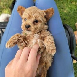 Green Bean - Red  male Poodle puppy in Mapleton, Utah from Caboodles Of Poodles
