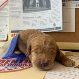 Secret - Caramel red female Australian Labradoodle puppy in Valley Springs, California from Blue Denim Doodles