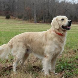 Gus - Golden Retriever