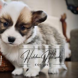 Sable Fluff Girl 1 - Sable female Pembroke Welsh Corgi puppy in Locust Grove, Oklahoma from Hidden Hillsides Corgis