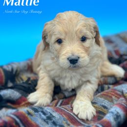 Mattie - Goldendoodle puppy in Lancaster, Minnesota from North Star Dog Training