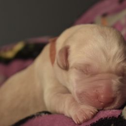 Dilute Retriever Puppies from Wicked Pines Retrievers