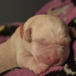 Dilute Retriever Puppies from Wicked Pines Retrievers