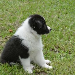 Border Collie Puppies from Shorewind Border Collies