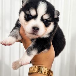 Carver - Black and white male Pomsky puppy in Mc Callsburg, Iowa from SZ Rolling Acres LLC