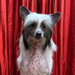 Chinese Crested and Mi-Ki Puppies from Elegant Tiny Paws