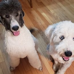Poodles and Sheepadoodles from PC Pampered Parti's