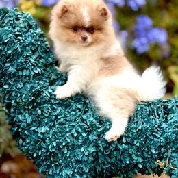 Yogi - Chocolate merle male Pomeranian puppy in Stockton, California from Pommiepalace