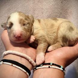 Zuma - Red merle female Miniature Australian Shepherd puppy in North Lakeport, California from Wild Rose Ranch