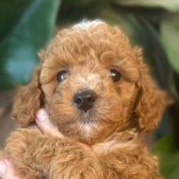 Black Boy - Goldendoodle puppy in Excelsior Springs, Missouri from Zoodles Micro Goldendoodles