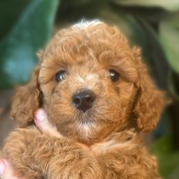Black Boy - Goldendoodle puppy in Excelsior Springs, Missouri from Zoodles Micro Goldendoodles