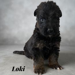 Loki - Black and red male German Shepherd puppy in Beaverdam, Virginia from B&R Kennel