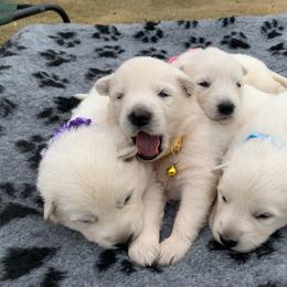 Berger Blanc Suisse and German Shepherd Puppies from Scenic Creek German Shepherds and White Swiss Shepherds